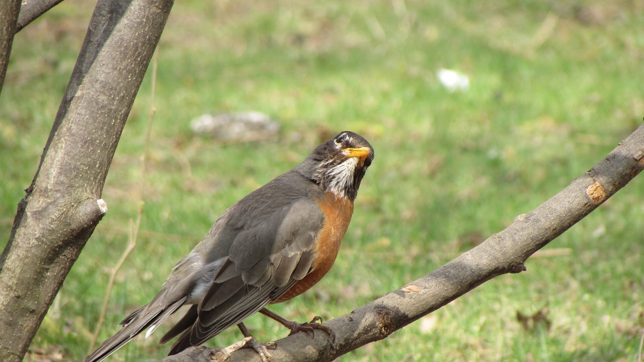 bird nature animal free photo