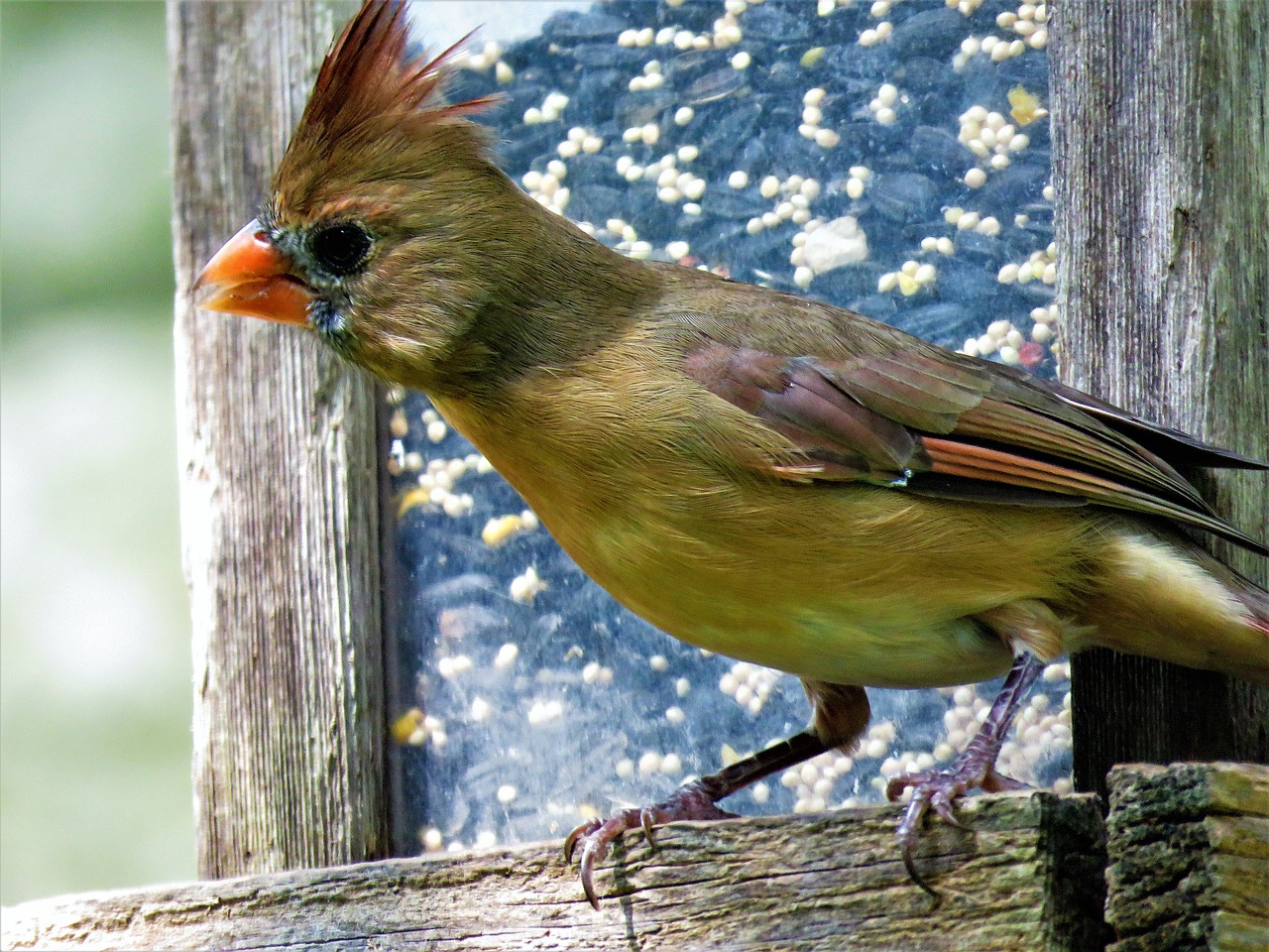 bird close up colorful free photo