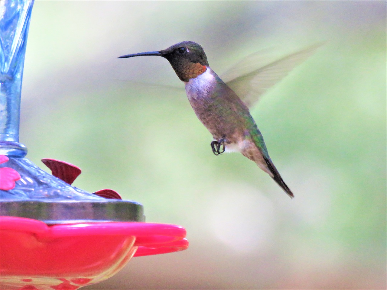 bird in flight hummingbird free photo