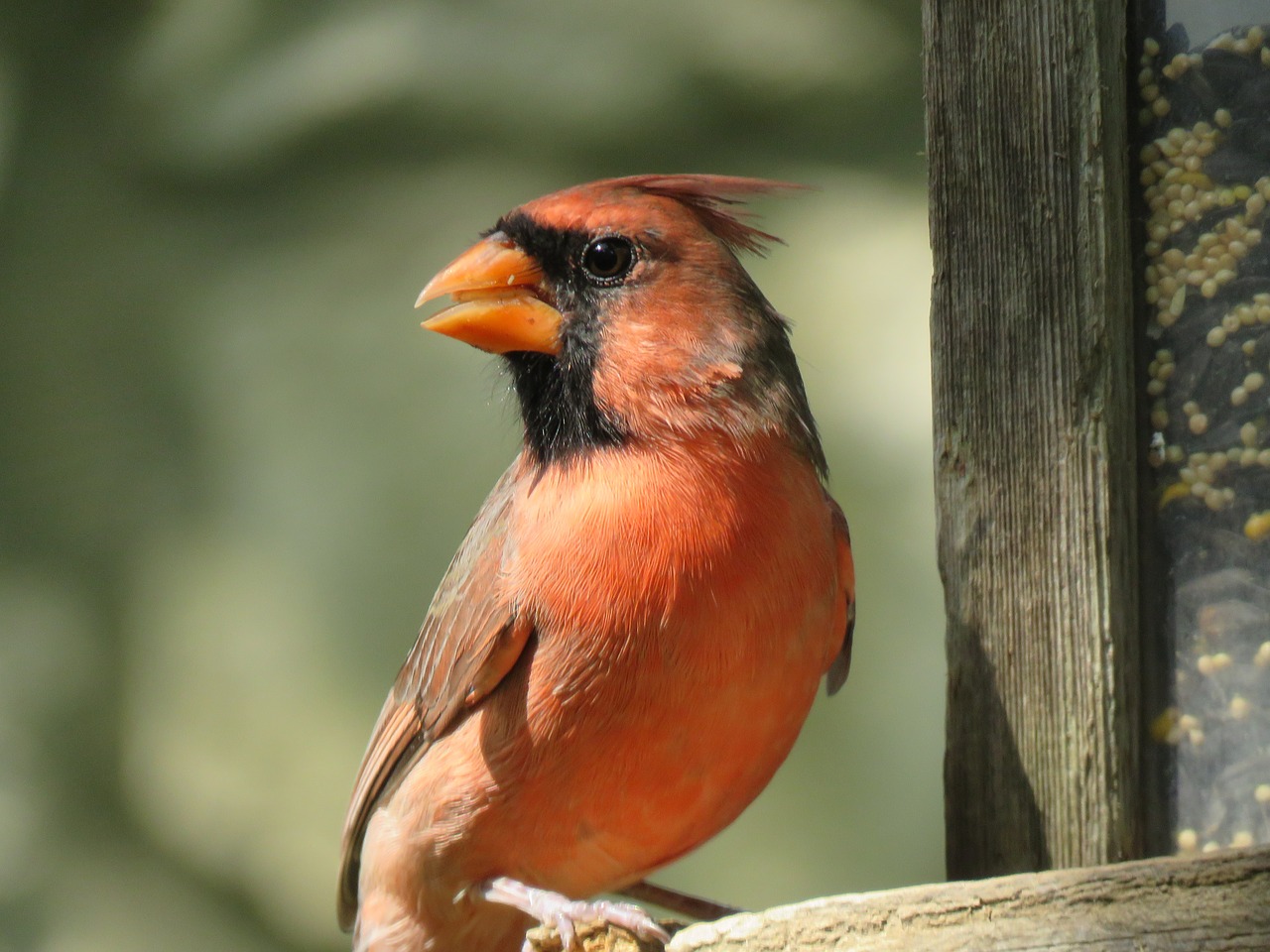 bird adult cardinal red bird free photo