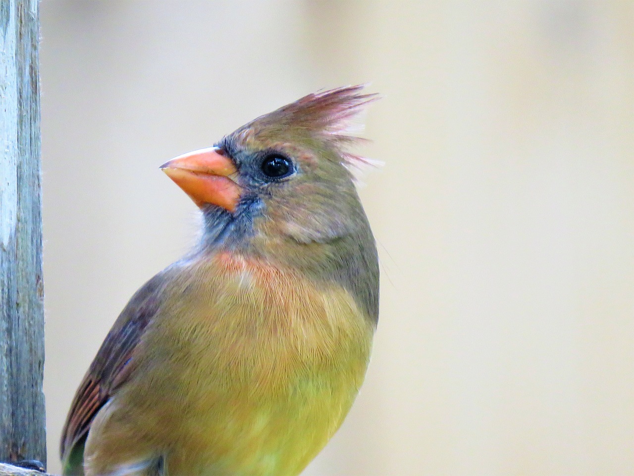 bird colorful close up free photo