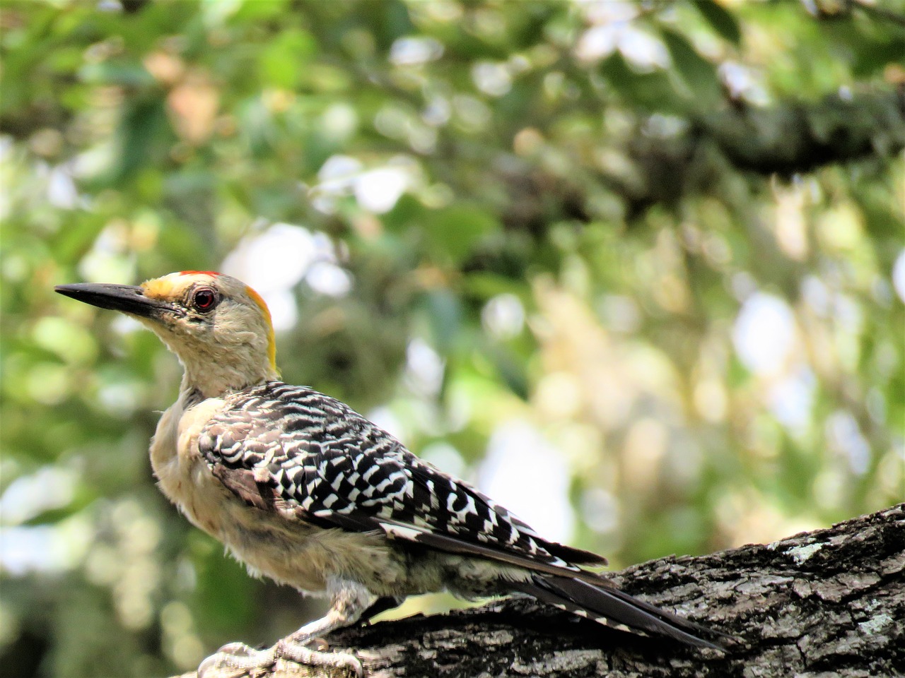 bird woodpecker colorful free photo