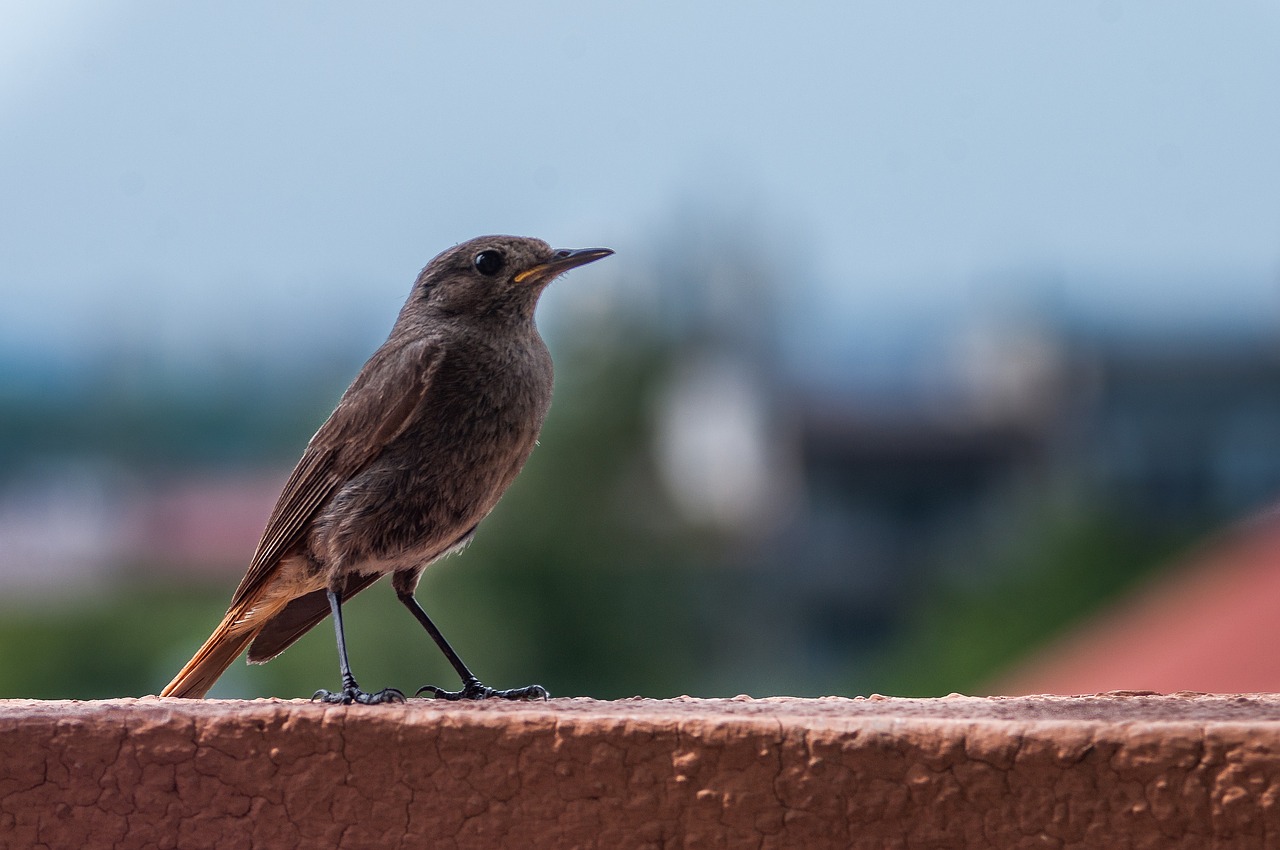 bird nature bird view free photo