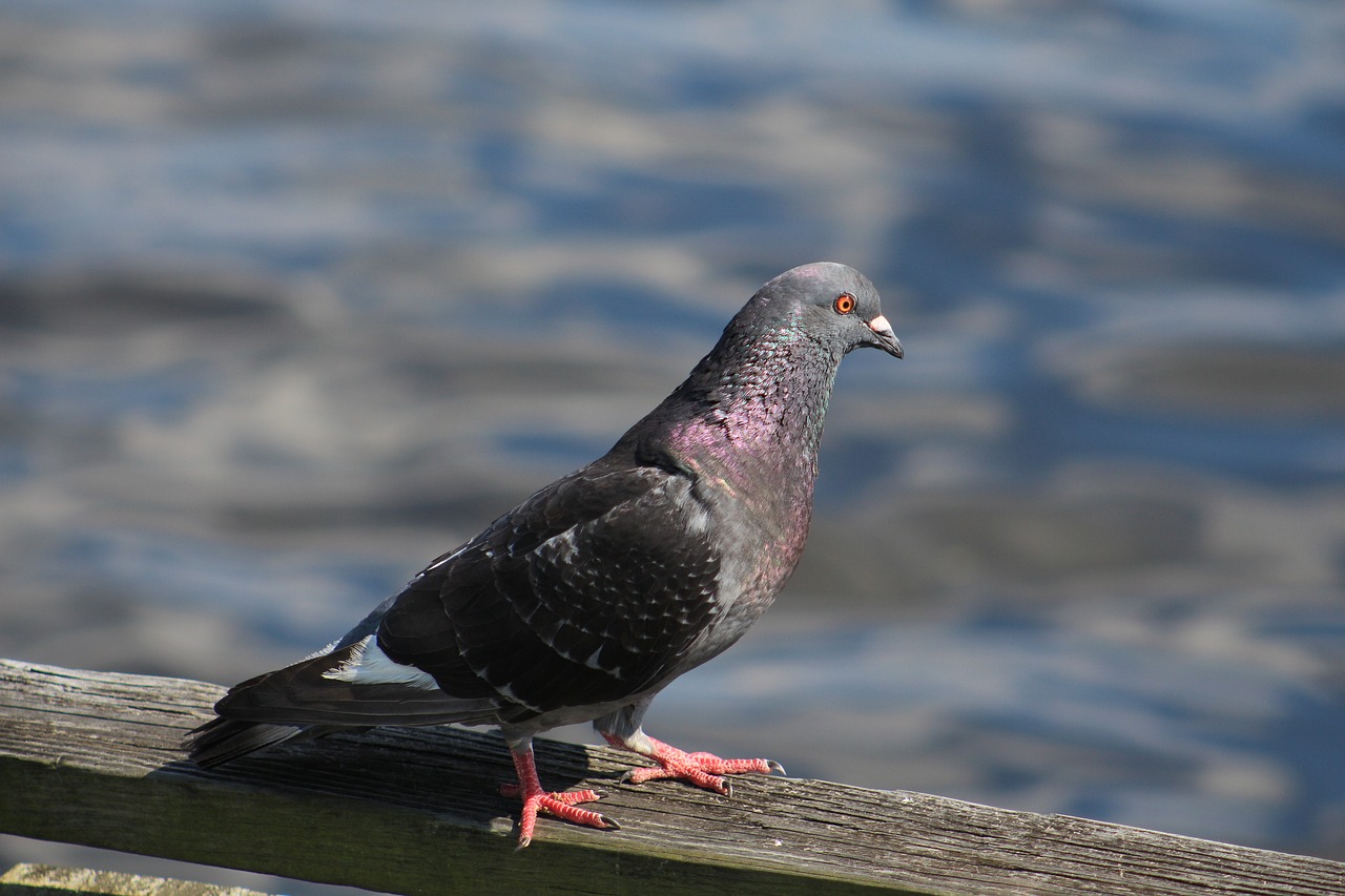 bird scene sunny free photo