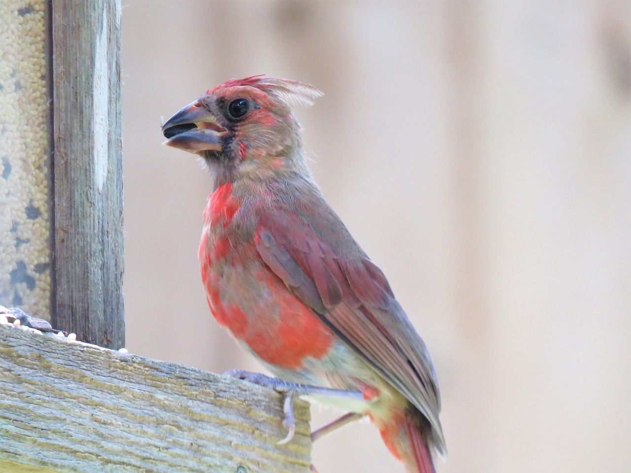 bird colorful wildlife free photo