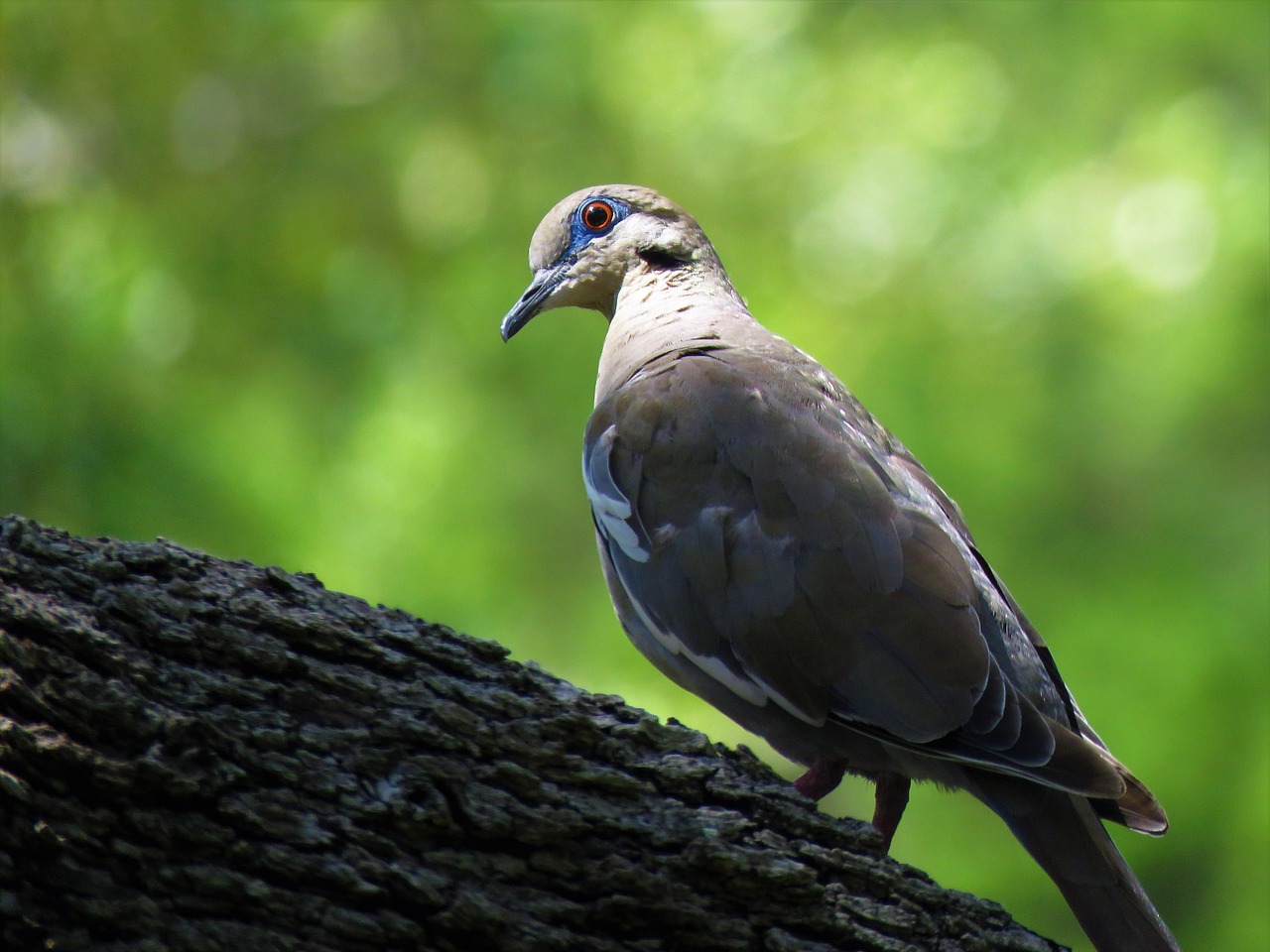 bird dove wildlife free photo