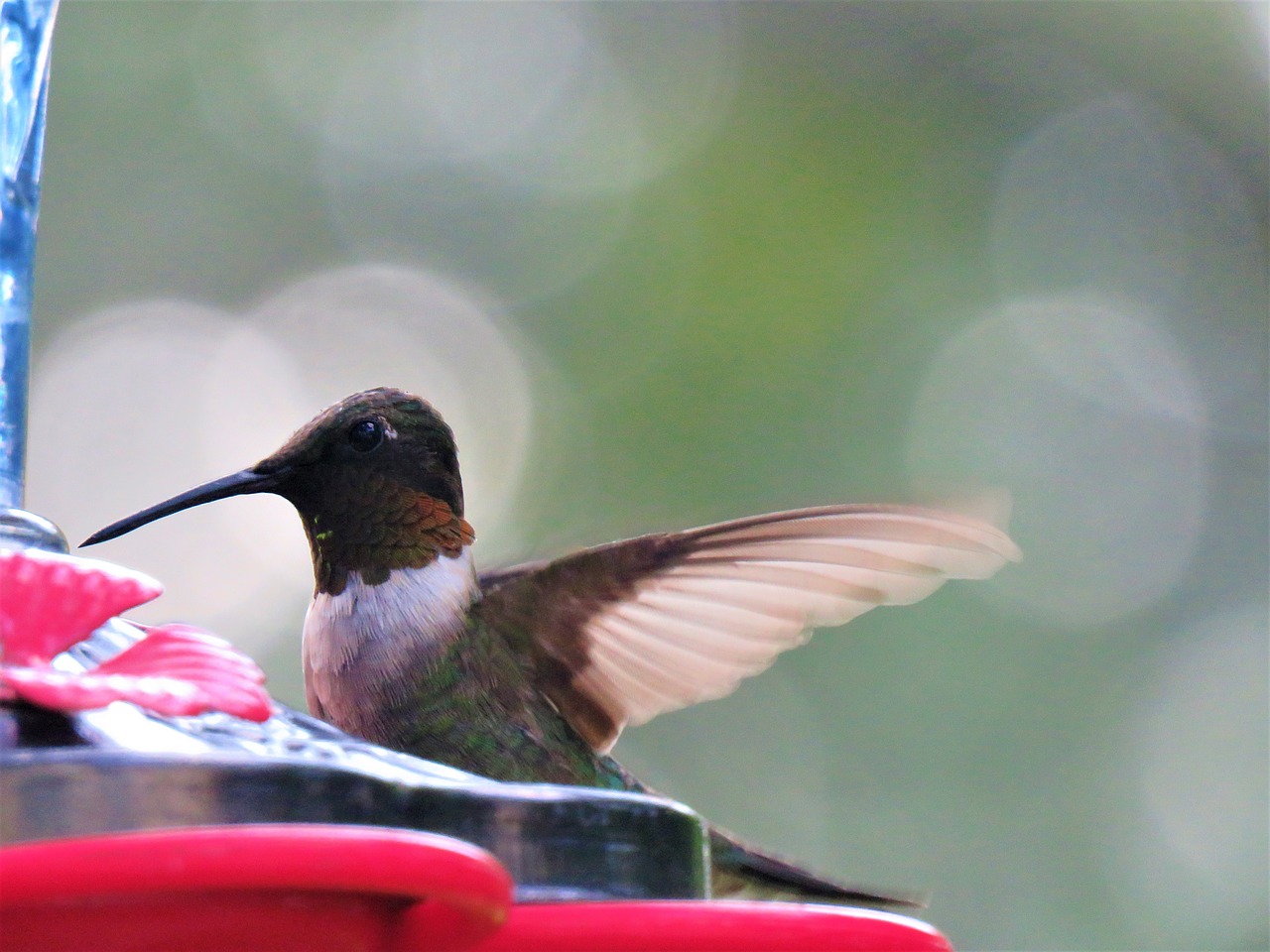 bird colorful hummingbird free photo