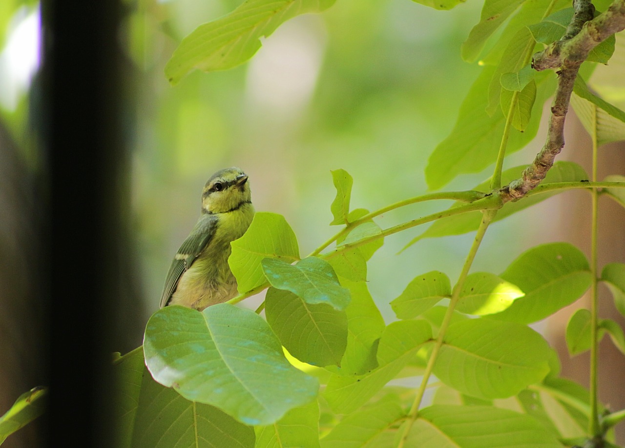 bird green animal free photo