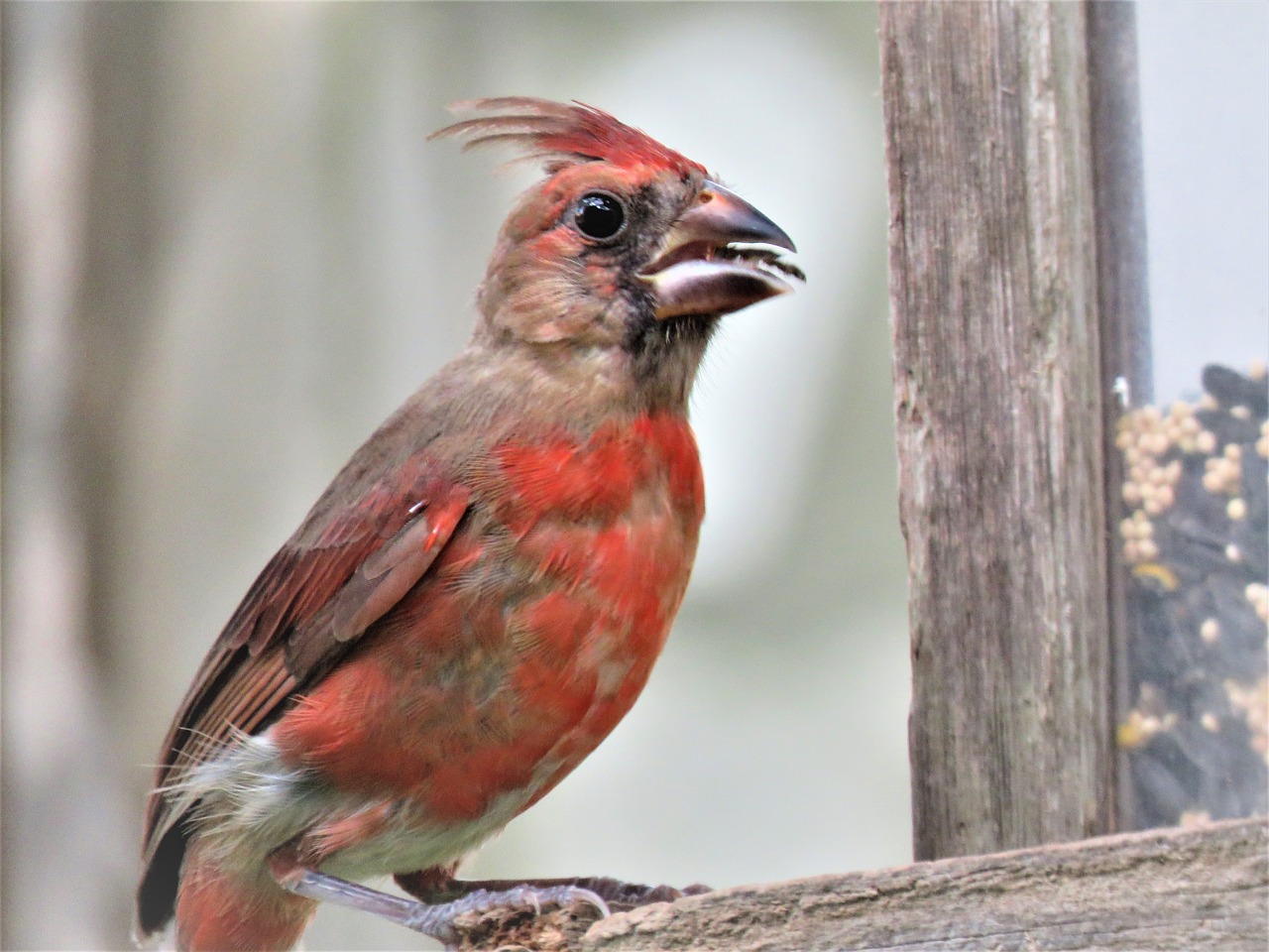 bird wildlife nature free photo