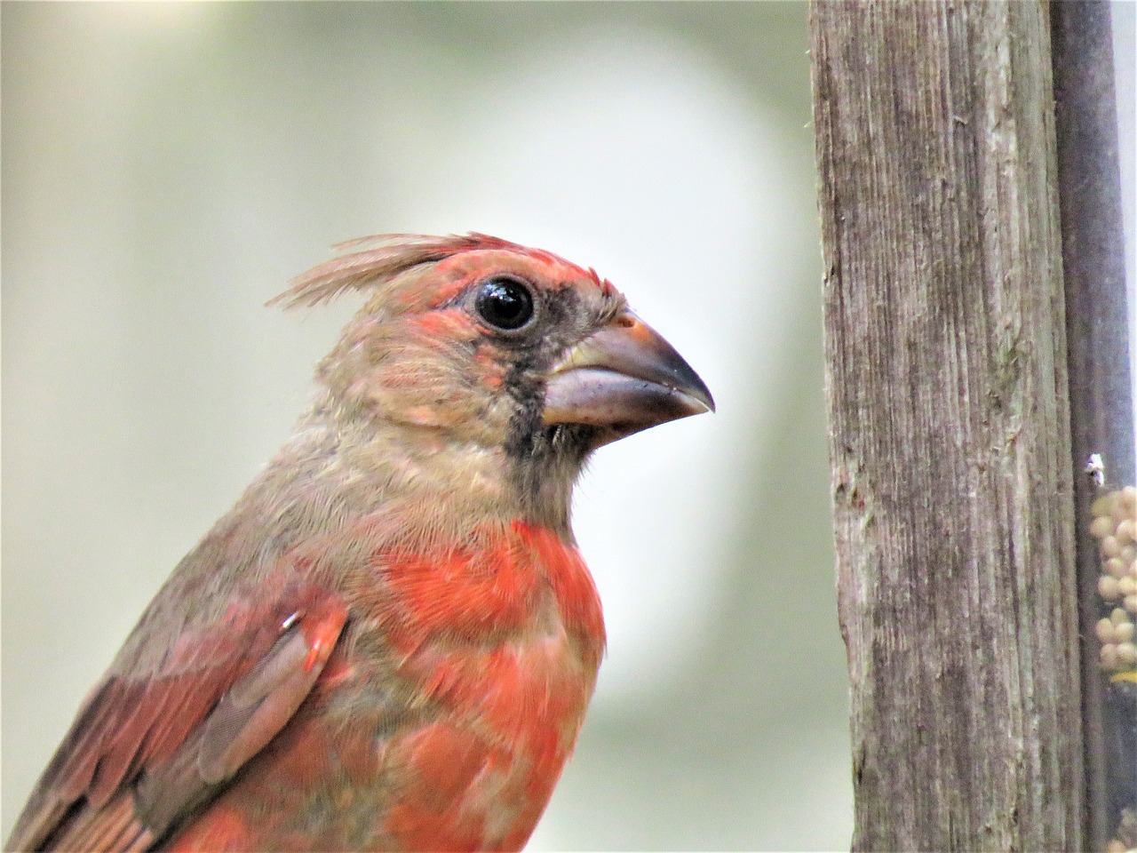 bird up close wildlife free photo