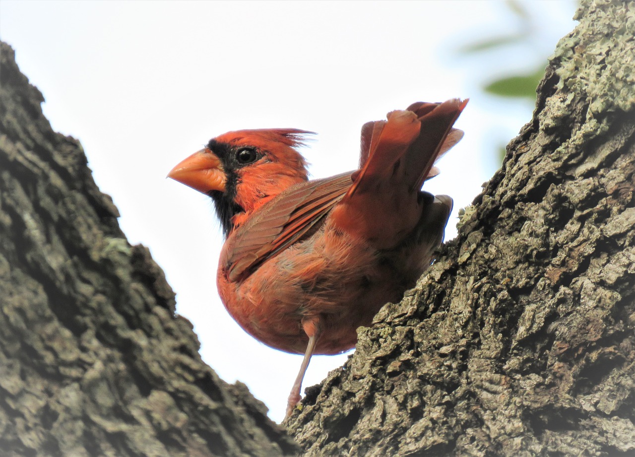 bird cardinal songbird free photo