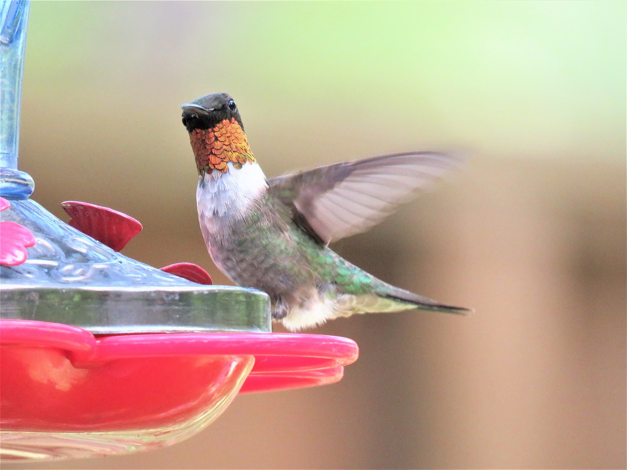 bird hummingbird yellow-gold free photo