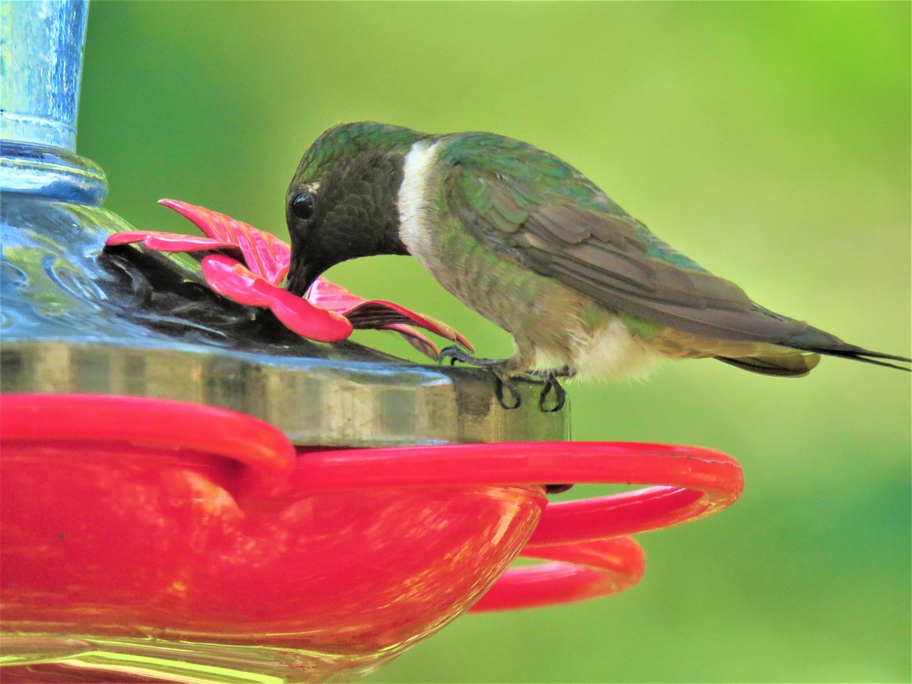 bird colorful hummingbird free photo