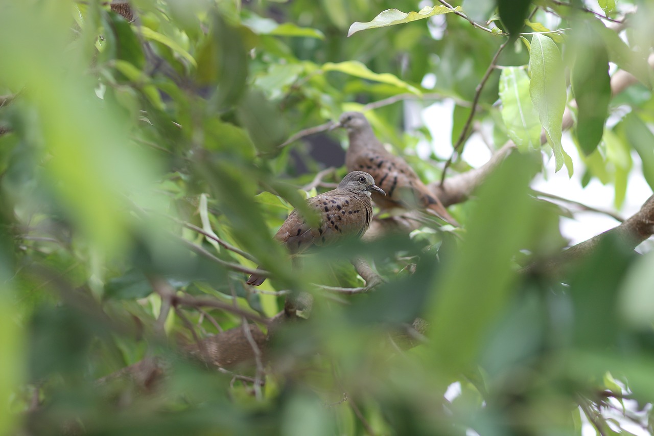 bird tree nature free photo