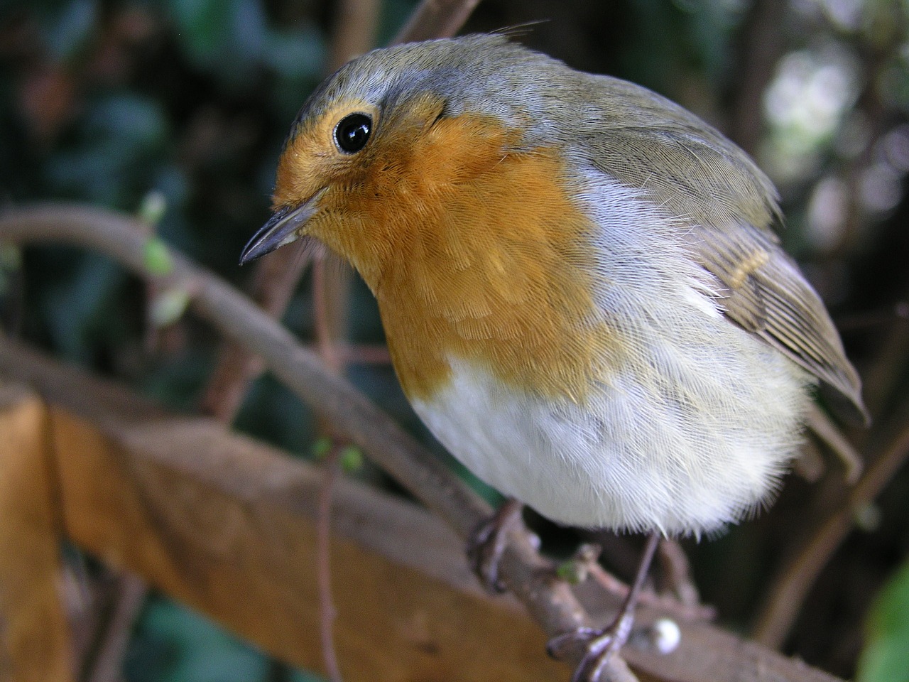 bird robin redbreast free photo