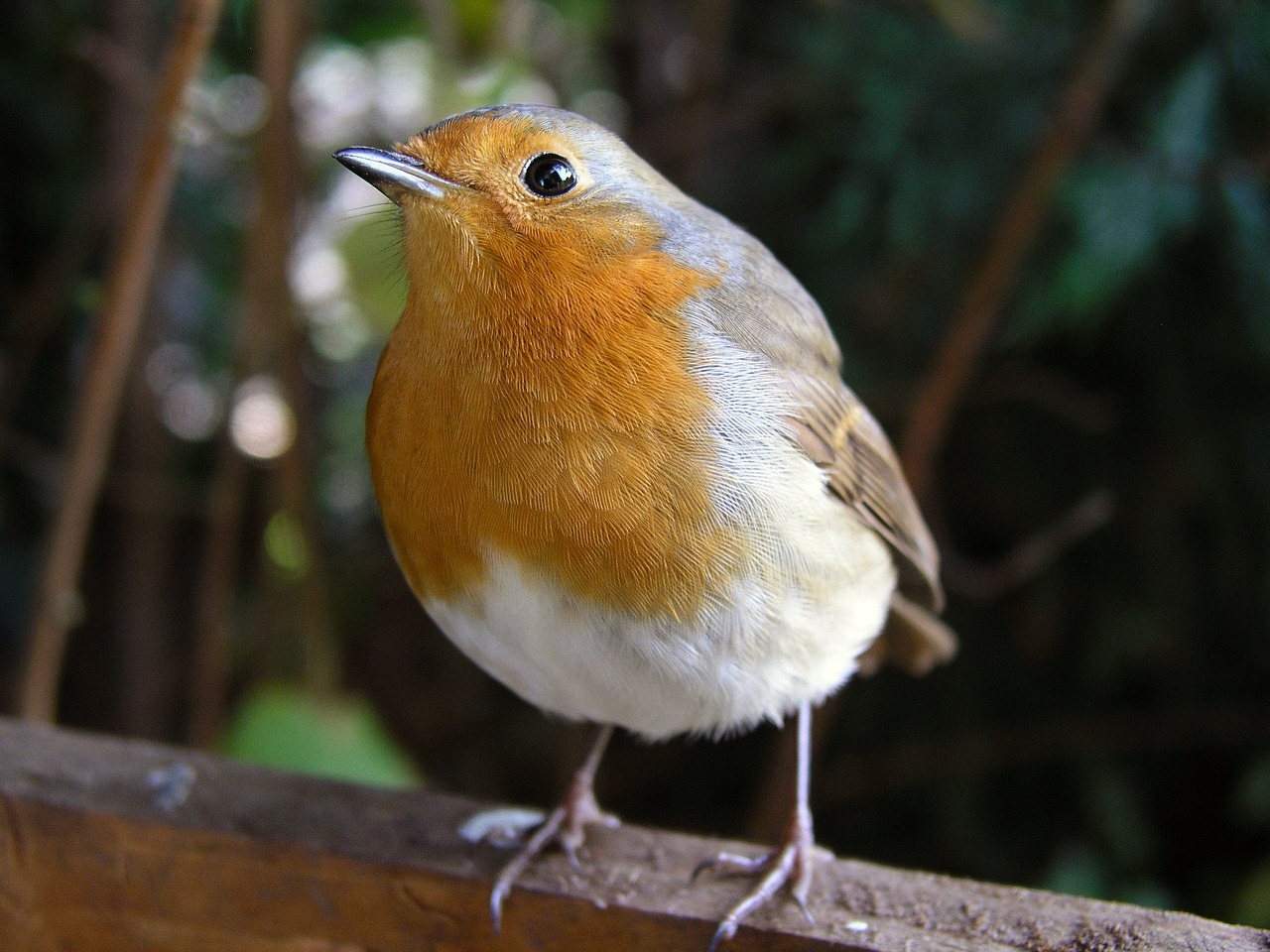 bird robin redbreast free photo