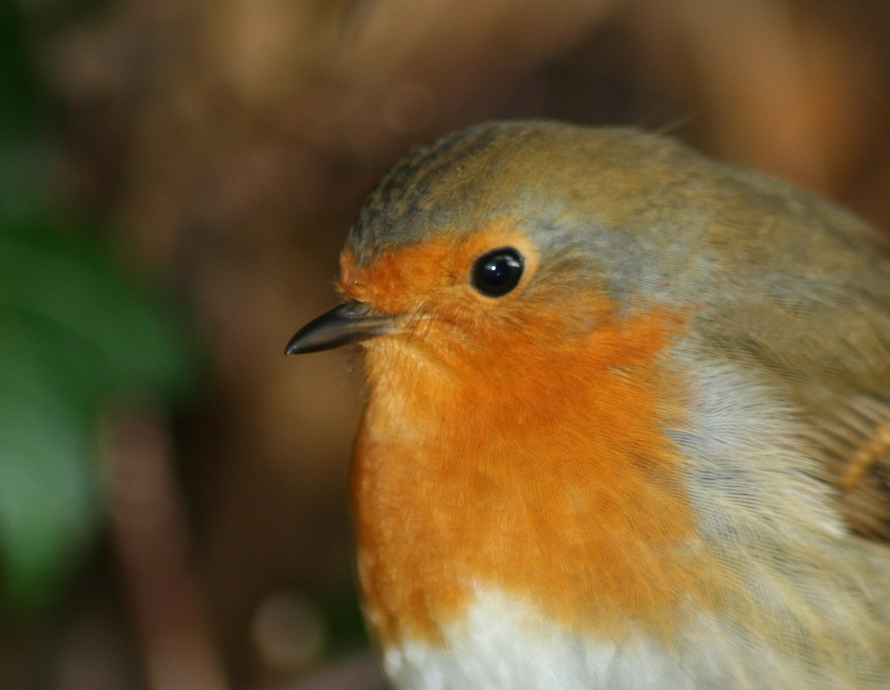 bird robin redbreast free photo