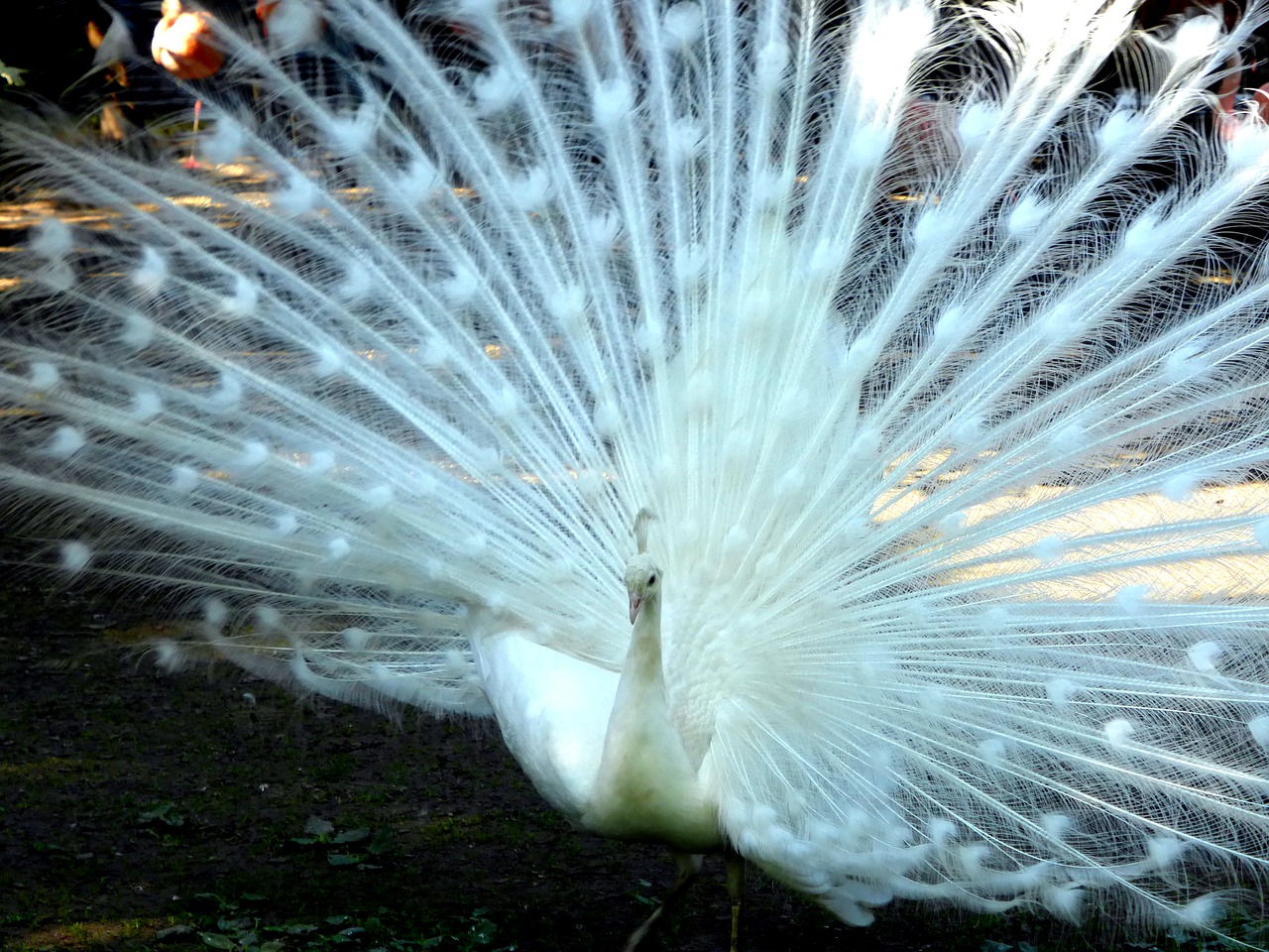 bird peacock wheel free photo