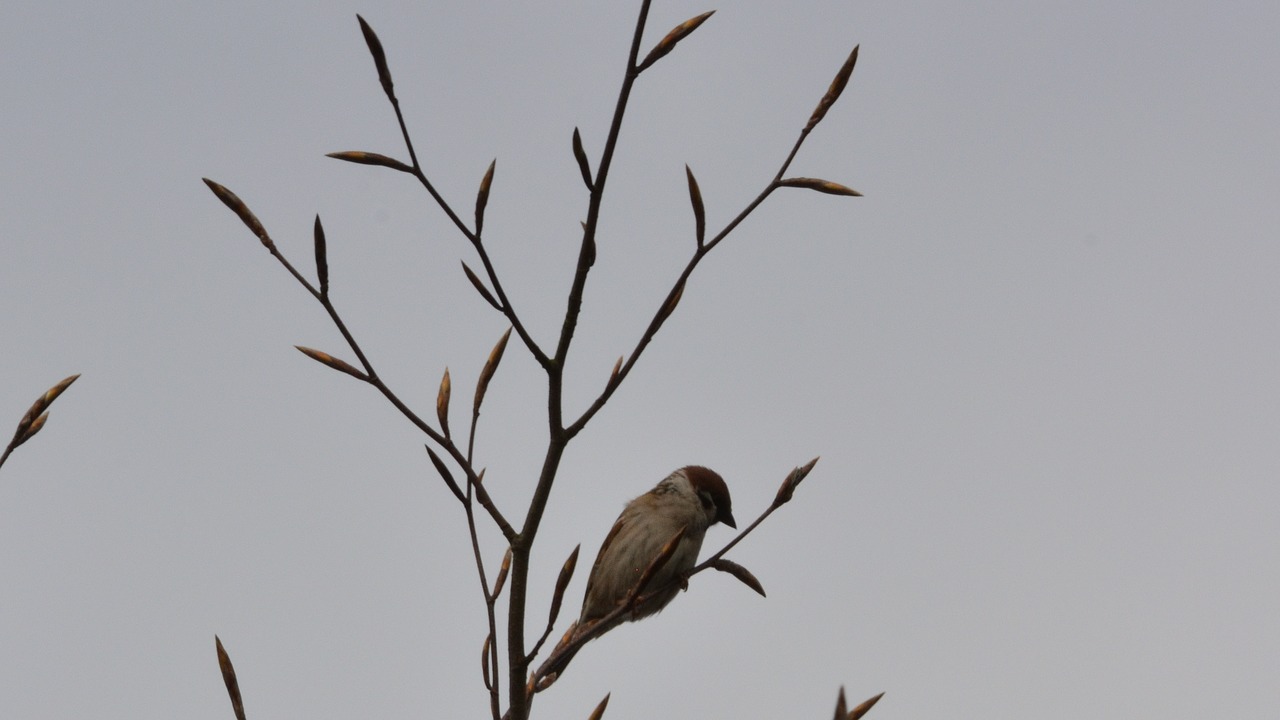 bird branch wood free photo