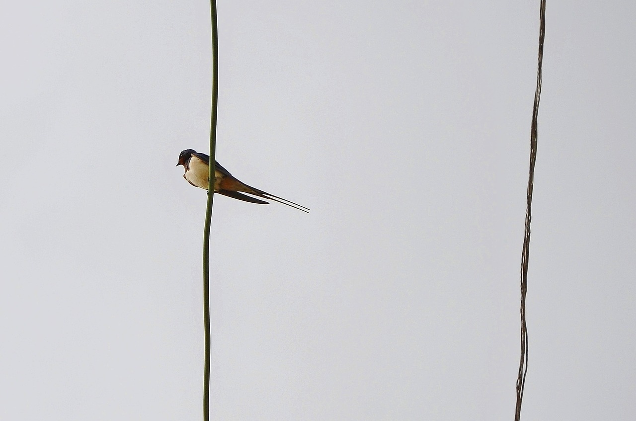 bird sky fly free photo