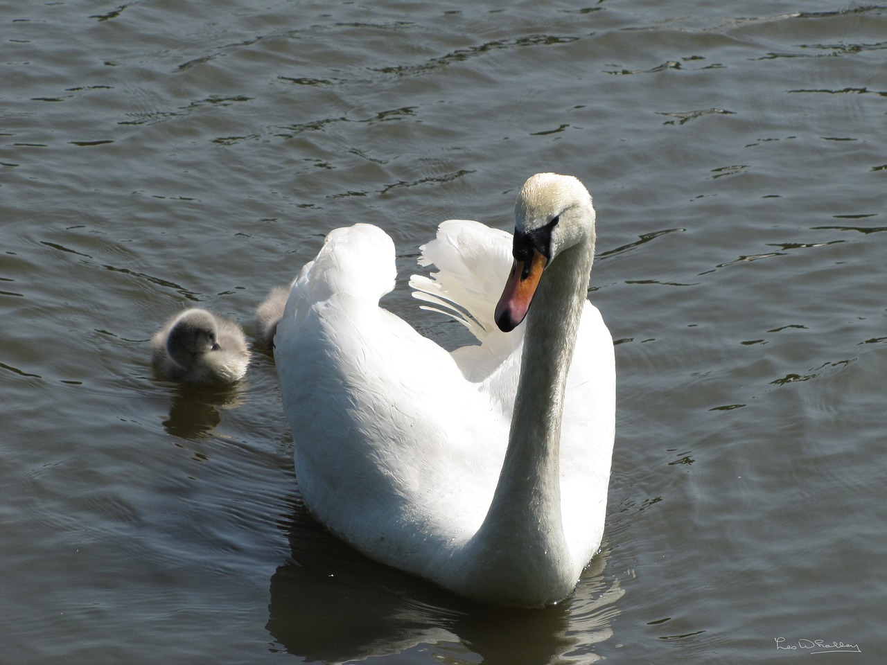 bird swan cygnet free photo