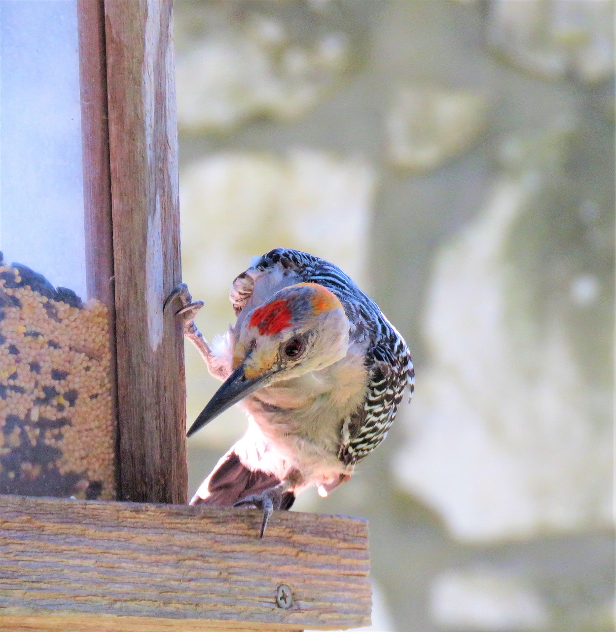 bird woodpecker close up free photo