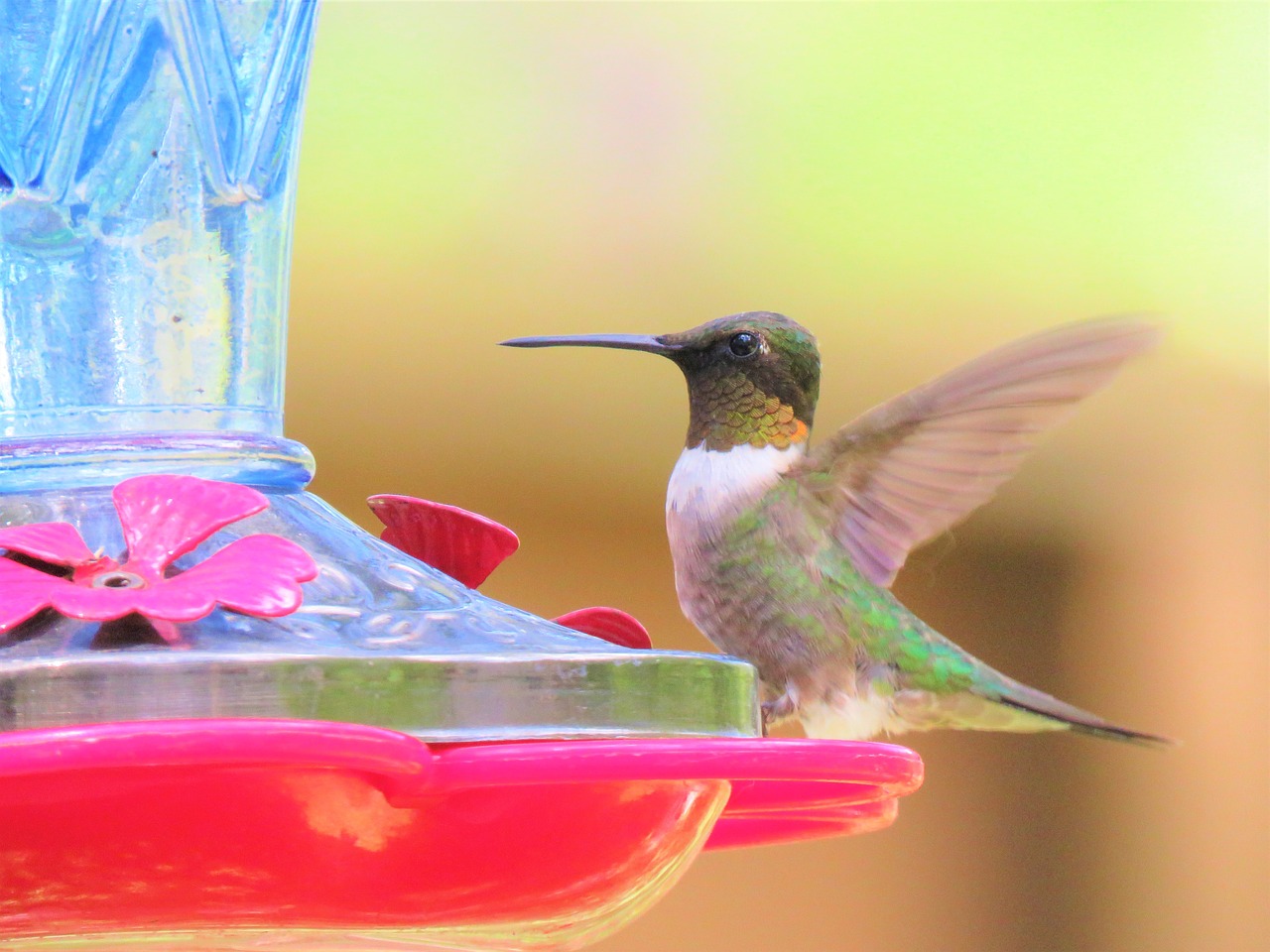 bird colorful wildlife free photo