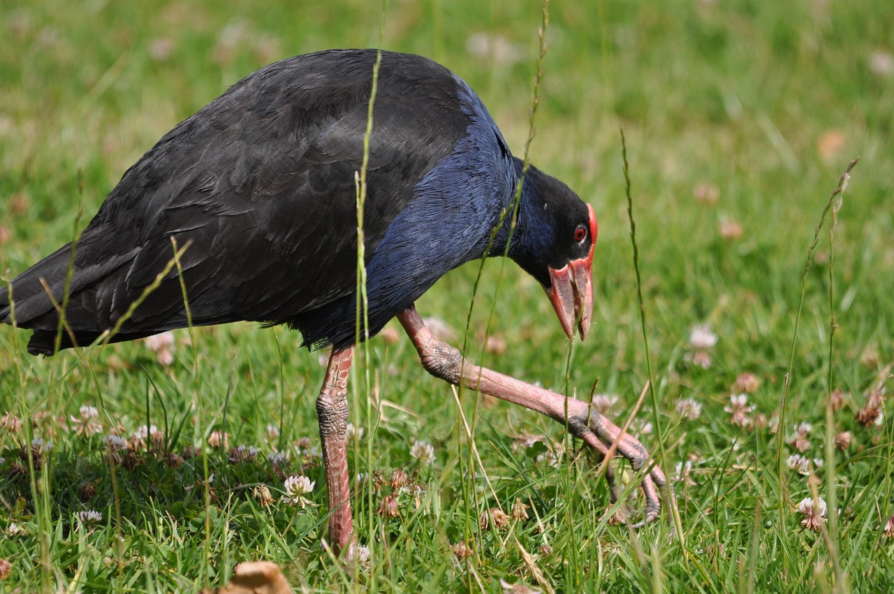 bird pukeko new zealand free photo