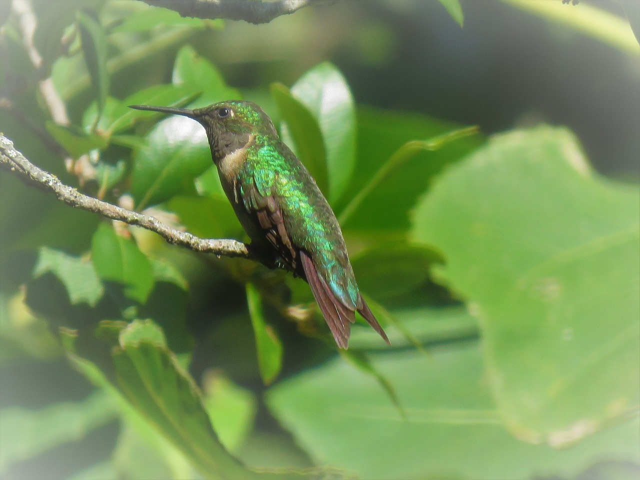 bird colorful green free photo