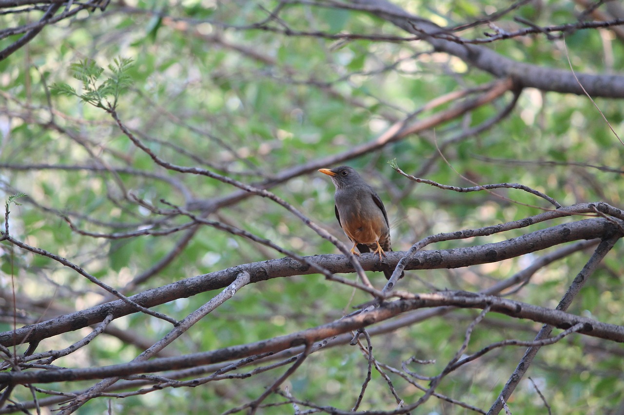 bird olive thrush brown free photo