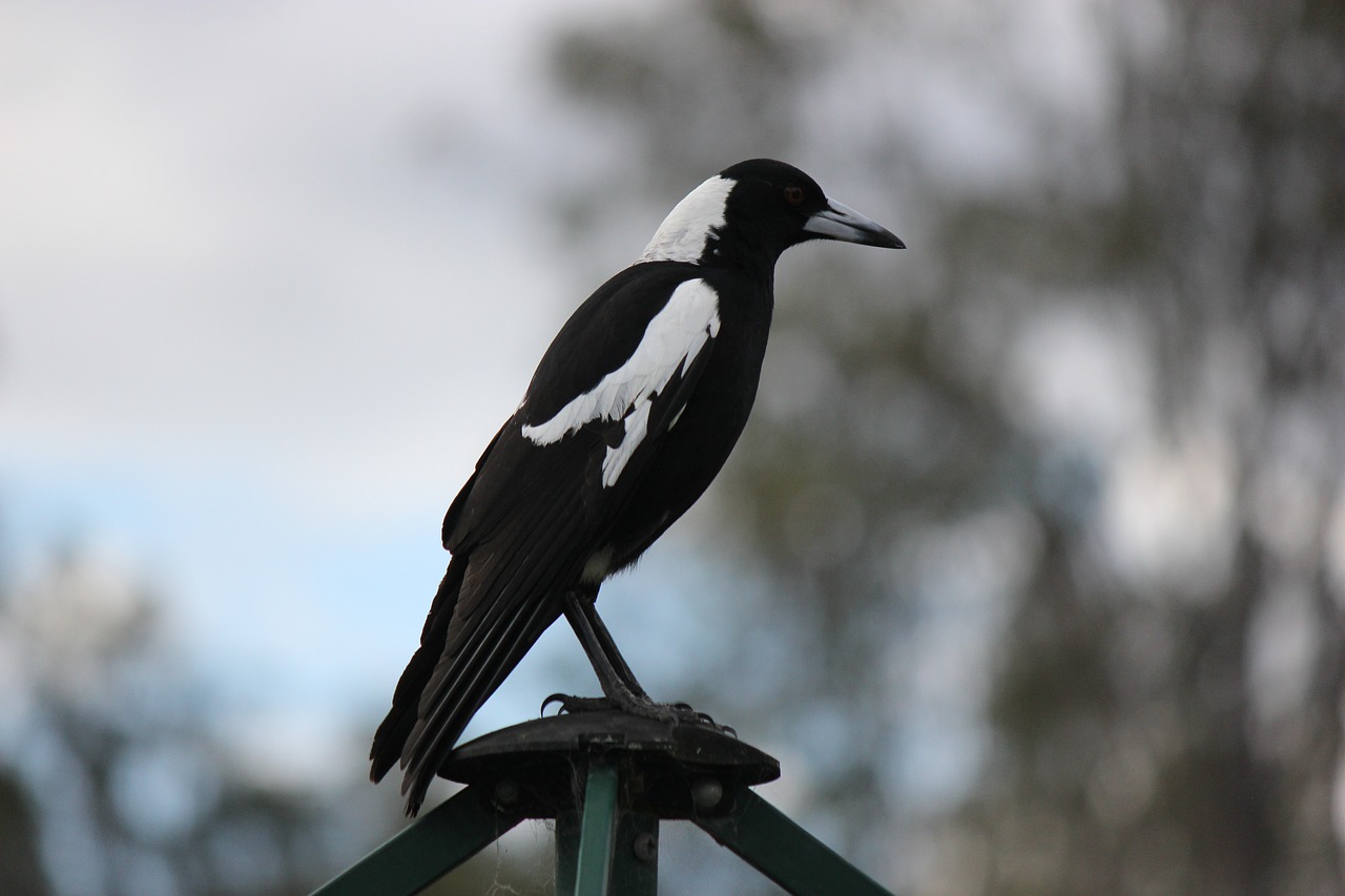 bird australian magpie native free photo