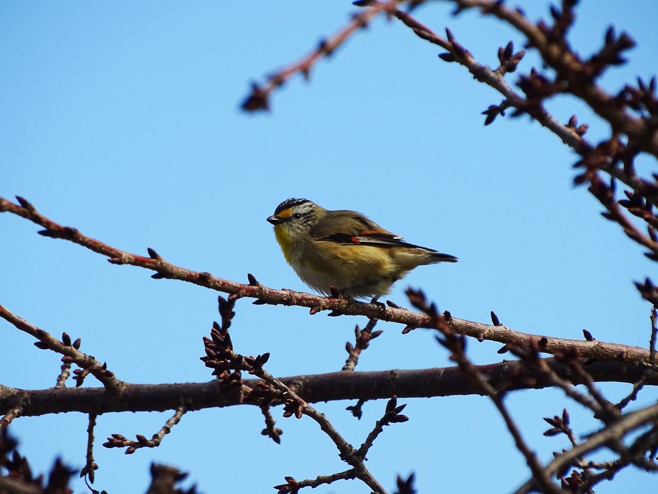 bird spotted pardalote australian native bird free photo