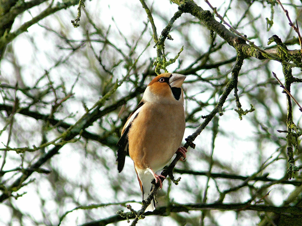 bird grosbeak animal free photo