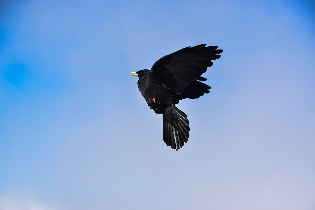 bird crow raven bird free photo