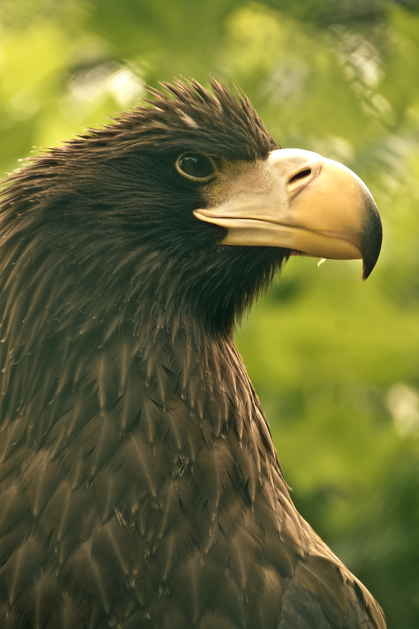 bird eagle beak free photo