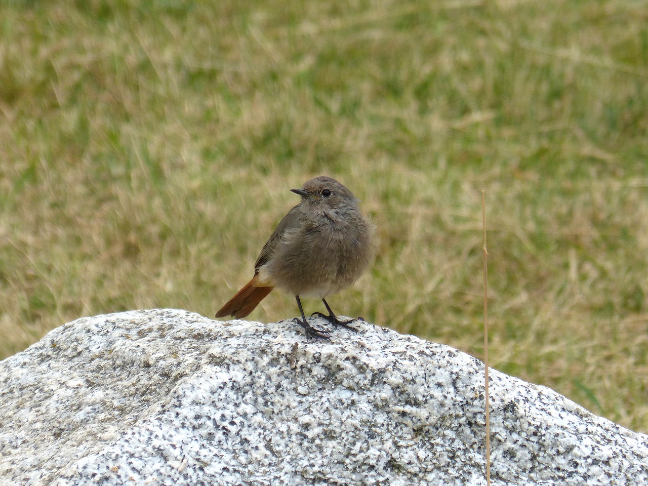 bird rock prado free photo