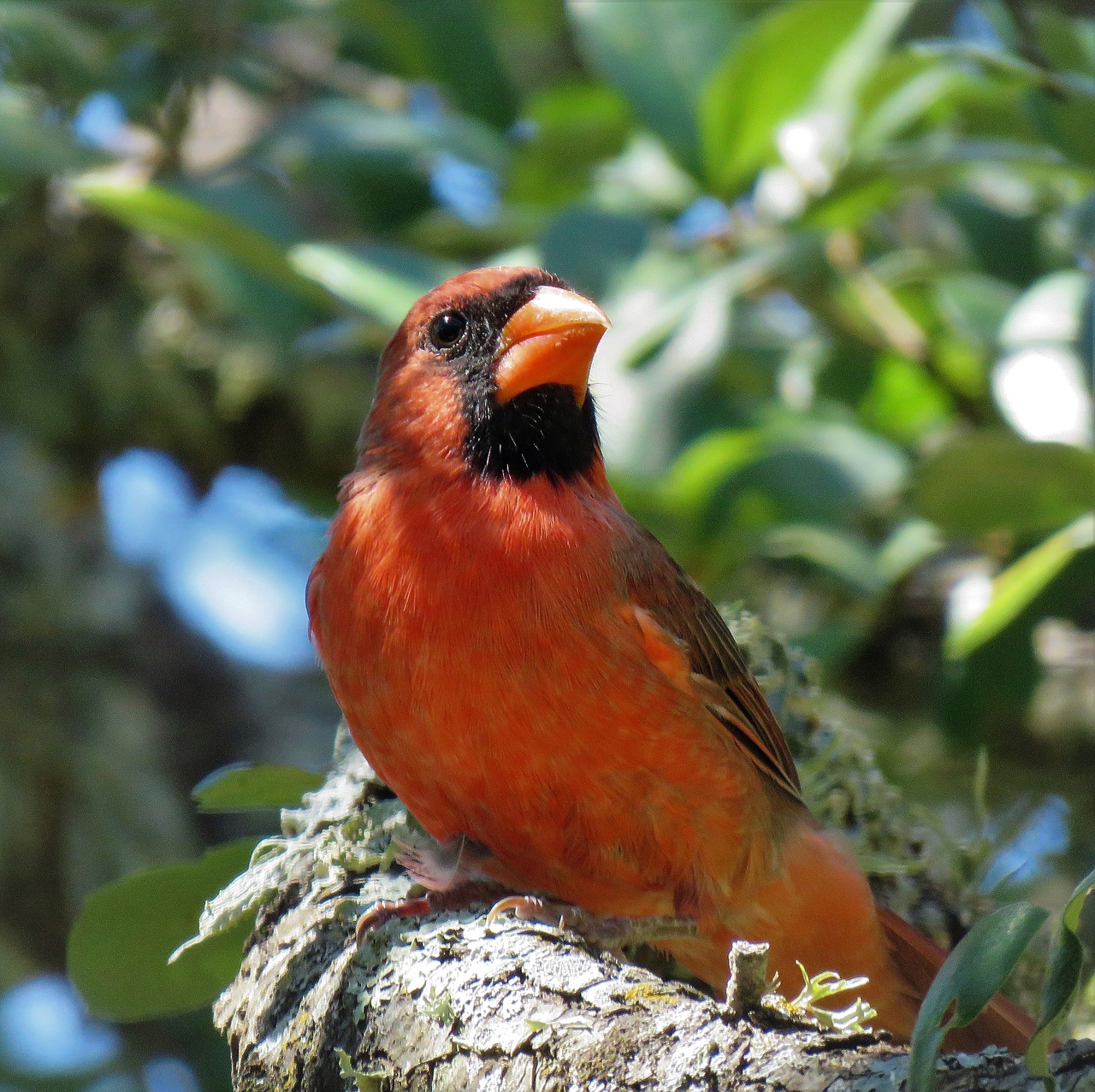 bird cardinal adult free photo