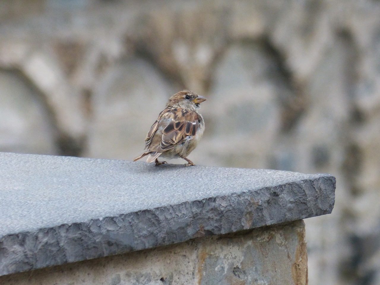 bird sparrow wall free photo