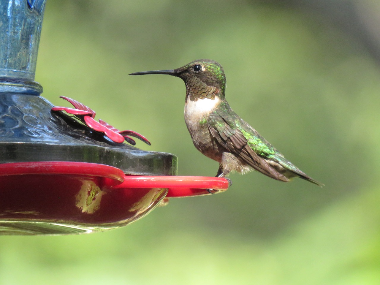 bird hummingbird colorful free photo