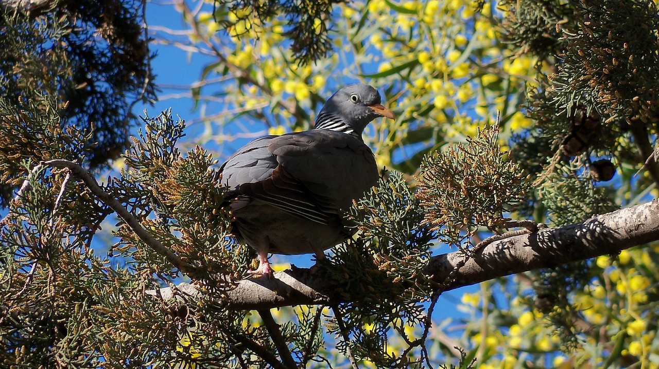 bird tree tree branches free photo