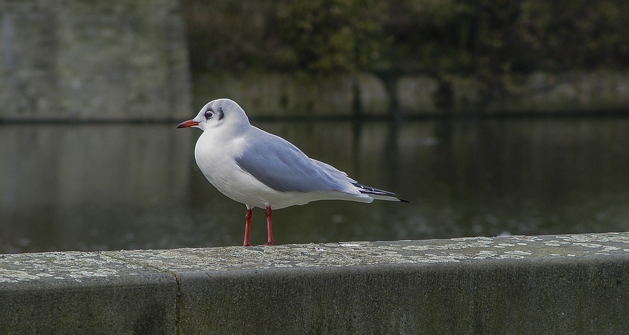 bird gull ornithology free photo