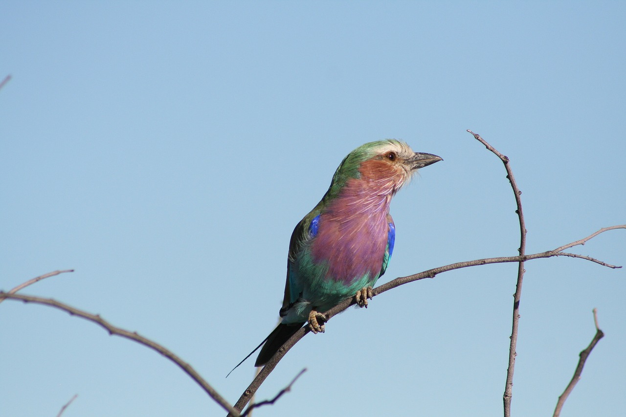 bird namibia africa free photo