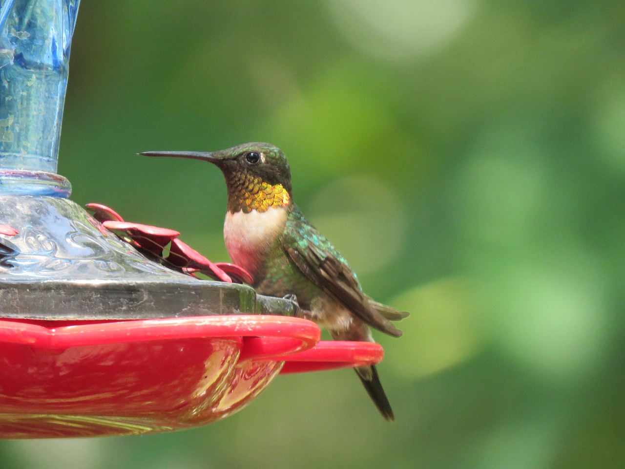 bird hummingbird colorful free photo