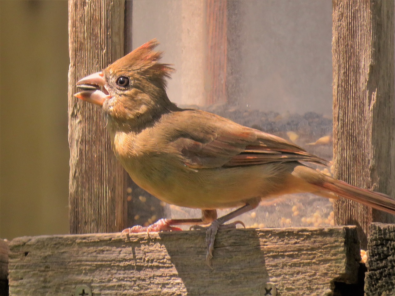 bird close up wildlife free photo