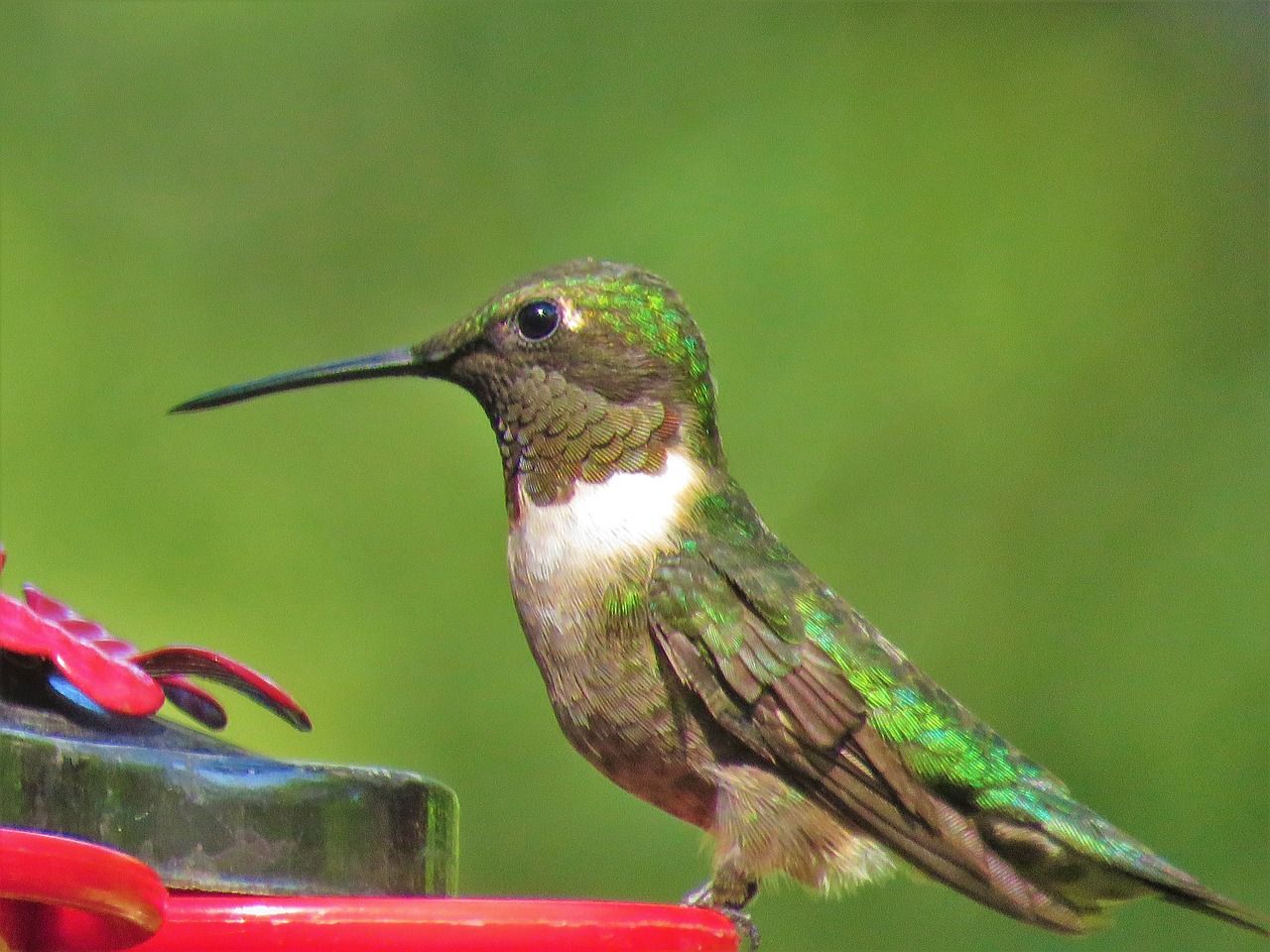 bird colorful close up free photo