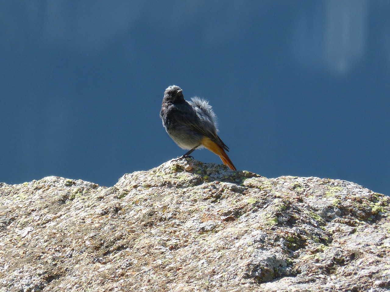 bird rock wind free photo