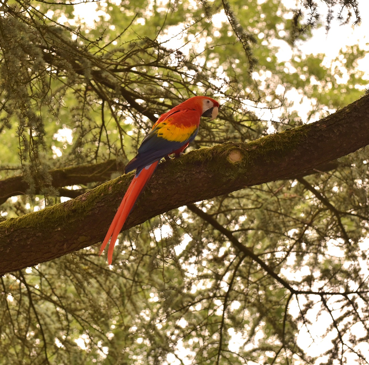 bird ara parrot free photo