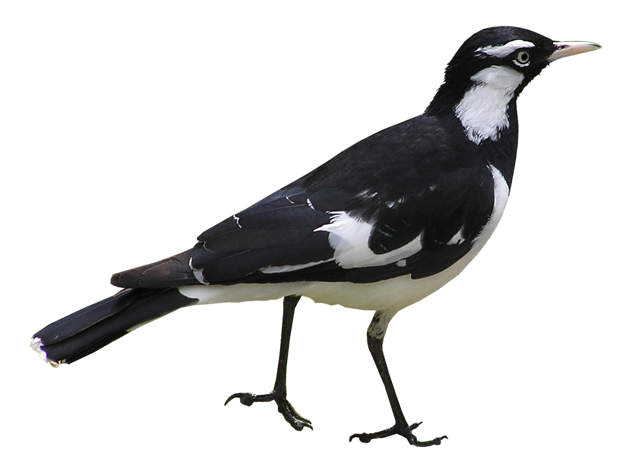 bird murray magpie australia free photo