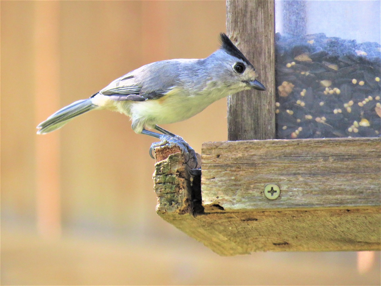 bird wildlife nature free photo