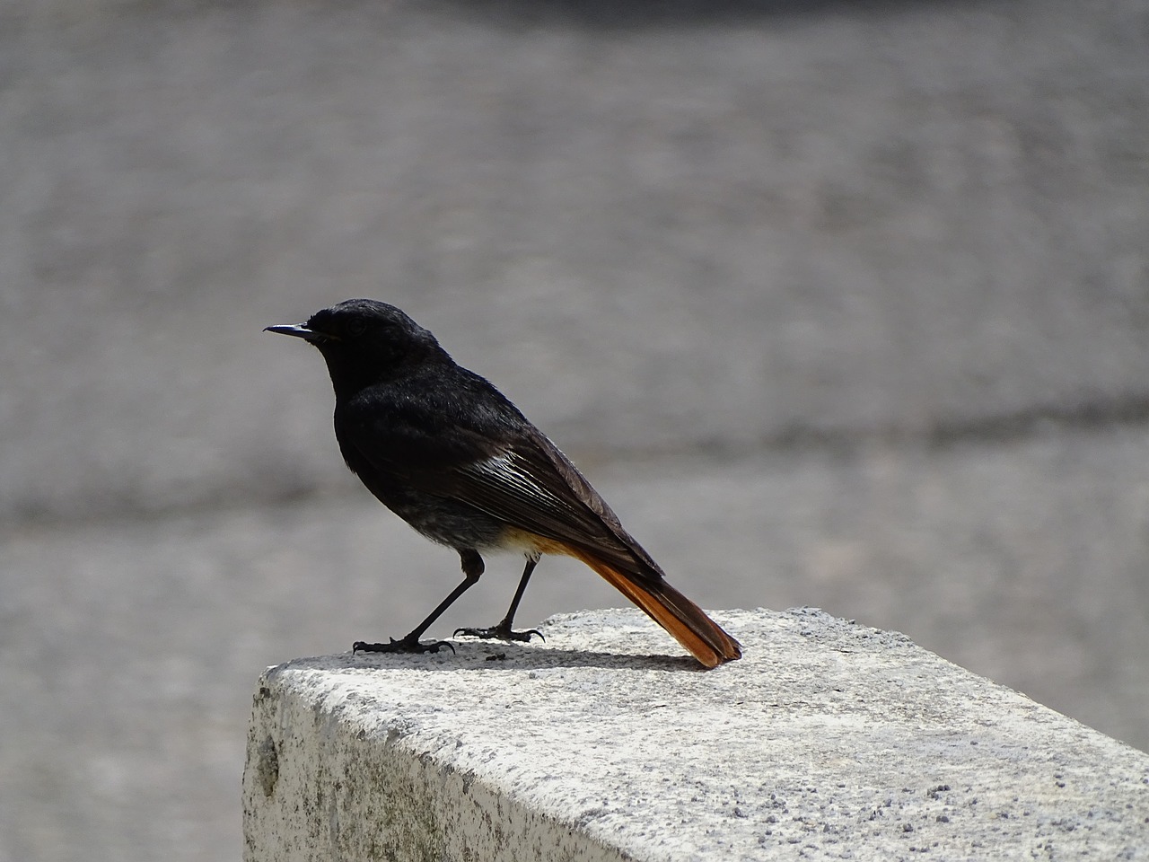 bird black bird bird waiting free photo